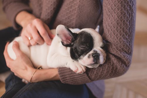 What Questions to Ask Your Vet About Pet Bloating