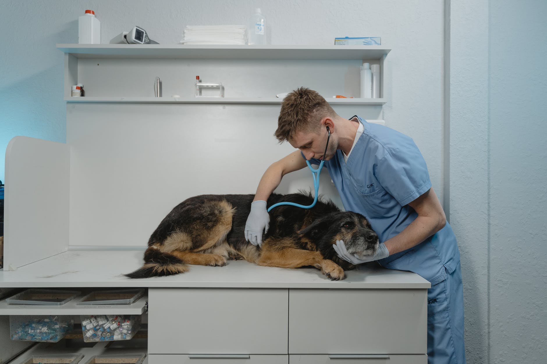 Pet Health: Things You Can Do to Keep Your Pet Healthy